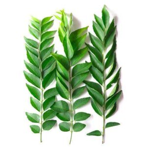 Curry Leaves / करी पत्ते