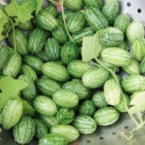 Mouse Melon / कचरी