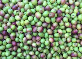 Natal Plum / करोंदा