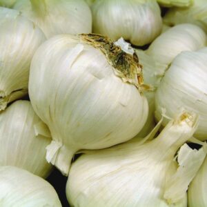 Garlic / लहसुन