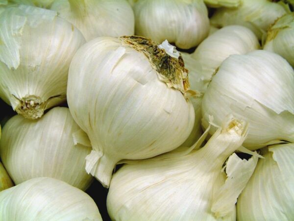 Garlic / लहसुन