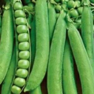 Green Peas / हरी मटर