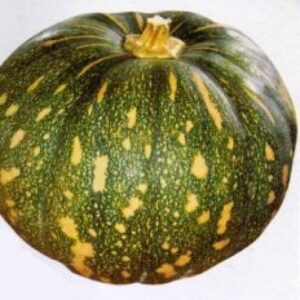 Pumpkin / कद्दू / कुम्हड़ा