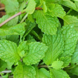 Pepper Mint / पुदीना