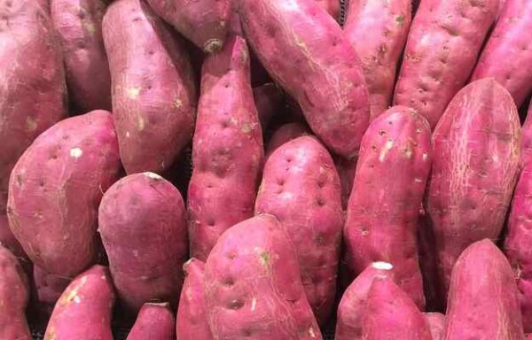 Sweet Potato / शकरकंद